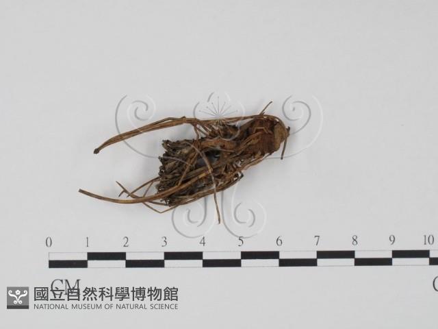 登錄號:F0013648藏品圖，第1張