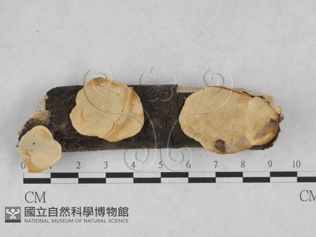 登錄號:F0028448藏品圖，第1張