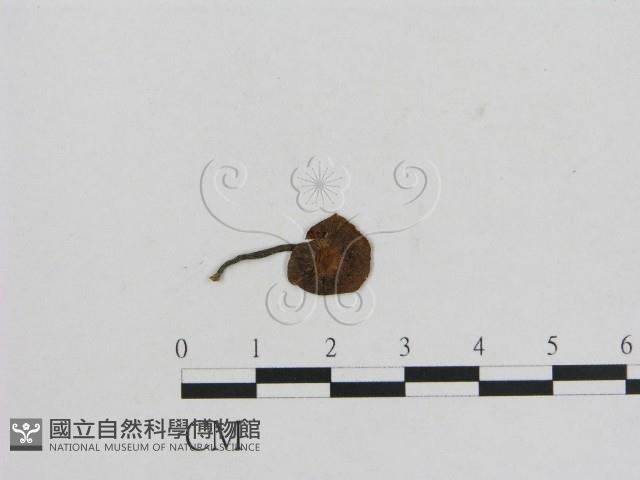 小菇屬藏品圖，第1張