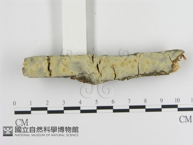 登錄號:F0020448藏品圖，第1張