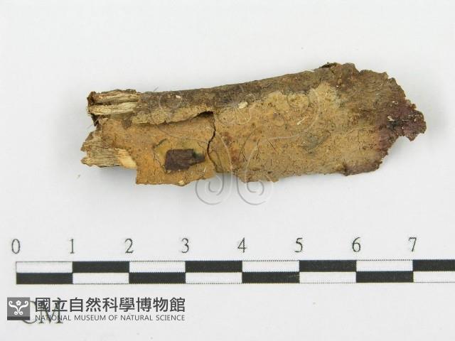 登錄號:F0000448藏品圖，第1張