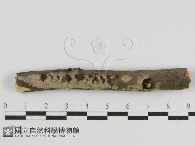 登錄號:F0010448藏品圖，第1張