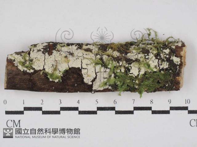 冇骨消絲齒菌藏品圖，第1張