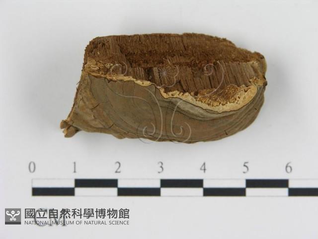 登錄號:F0006448藏品圖，第1張