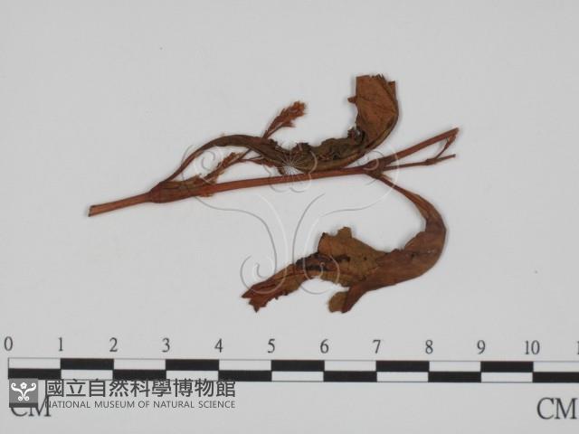 登錄號:F0011448藏品圖，第1張