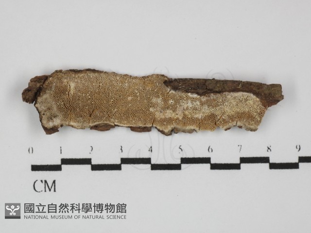 登錄號:F0031448藏品圖，第1張