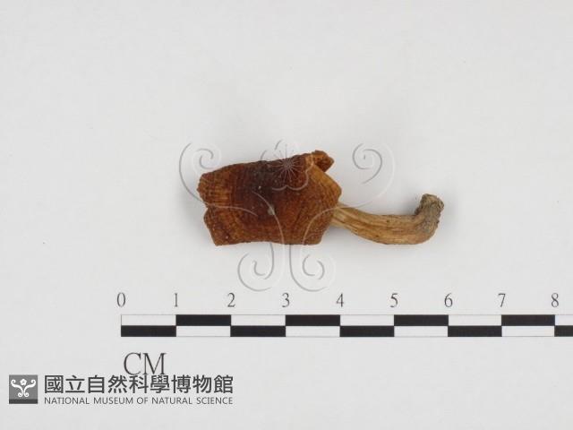 登錄號:F0024448藏品圖，第1張