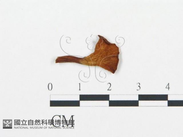 杯傘屬藏品圖，第1張