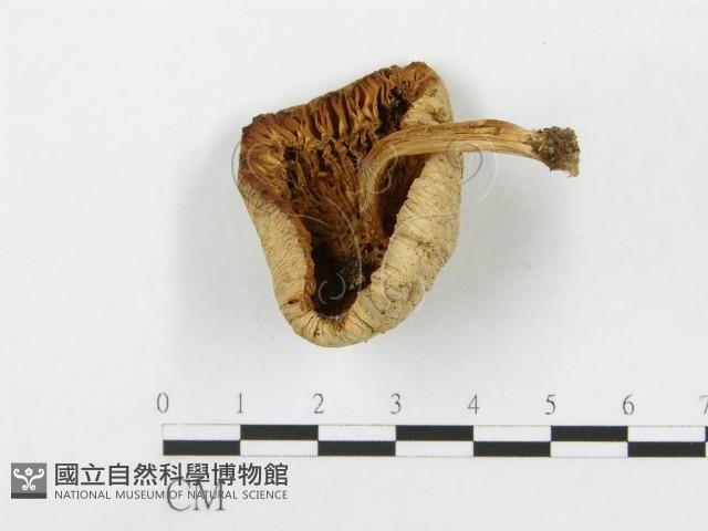 登錄號:F0014448藏品圖，第1張