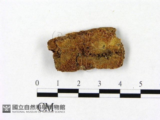 耙菌屬藏品圖，第1張