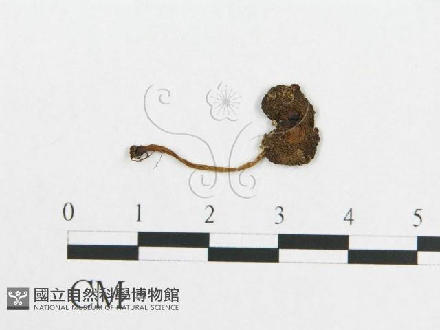 登錄號:F0012448藏品圖，第1張