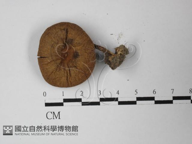 登錄號:F0027448藏品圖，第1張