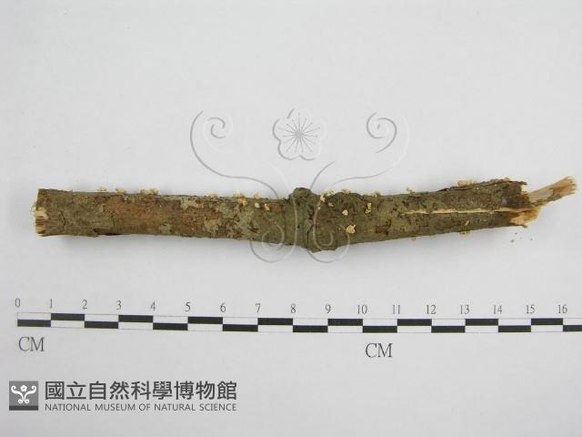 微皮傘屬藏品圖，第1張