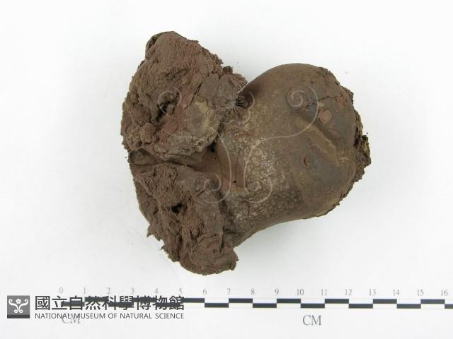 紫色禿馬勃藏品圖，第1張