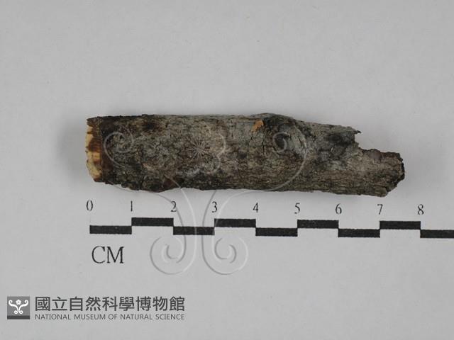 登錄號:F0029448藏品圖，第1張