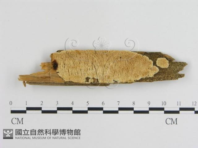 登錄號:F0009448藏品圖，第1張
