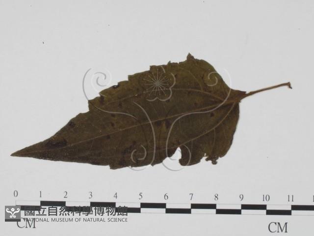 登錄號:F0019448藏品圖，第1張