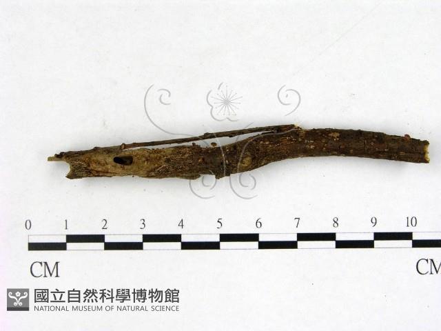 登錄號:F0003448藏品圖，第1張