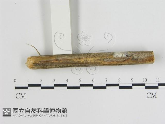 登錄號:F0013448藏品圖，第1張