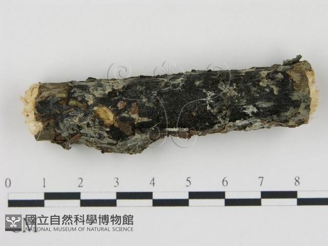 登錄號:F0018748藏品圖，第1張