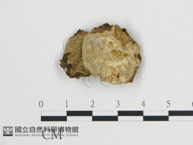 登錄號:F0006748藏品圖，第1張