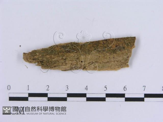 登錄號:F0016748藏品圖，第1張