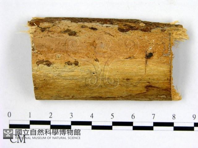 登錄號:F0021748藏品圖，第1張
