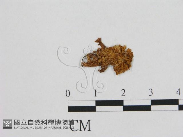 登錄號:F0001748藏品圖，第1張