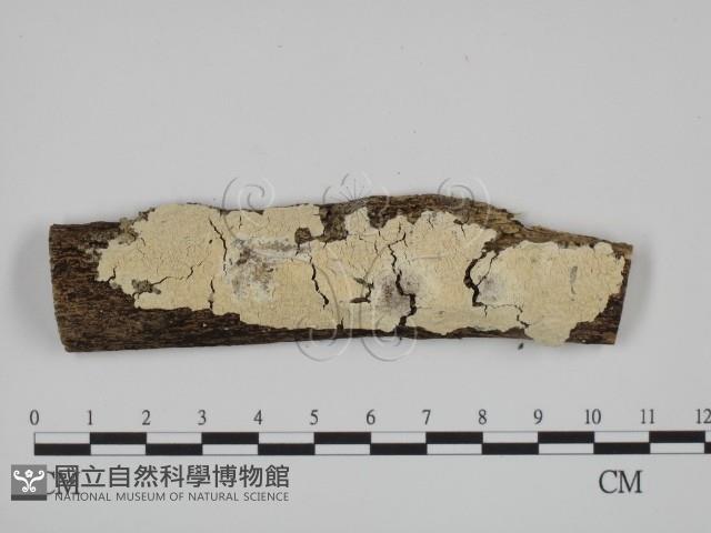 絲齒菌屬藏品圖，第1張