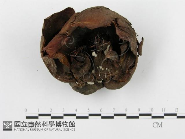 裂褶菌藏品圖，第3張