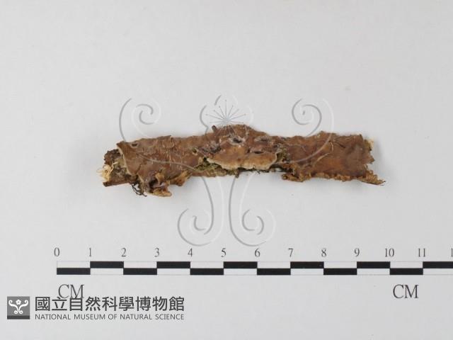韌革菌屬藏品圖，第1張
