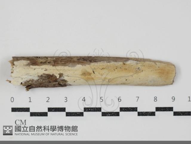 登錄號:F0034748藏品圖，第1張