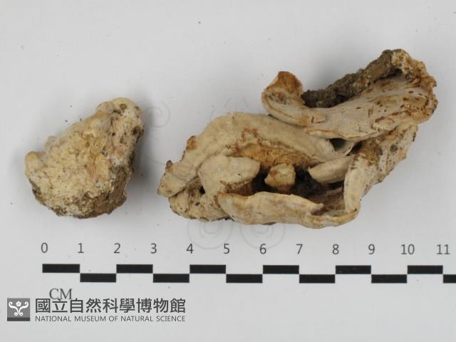 登錄號:F0032748藏品圖，第1張