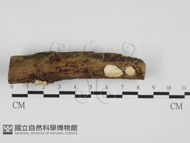 寡孔菌屬藏品圖，第1張