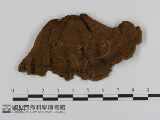 登錄號:F0007748藏品圖，第1張