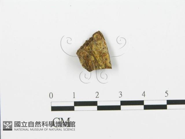 登錄號:F0017748藏品圖，第1張