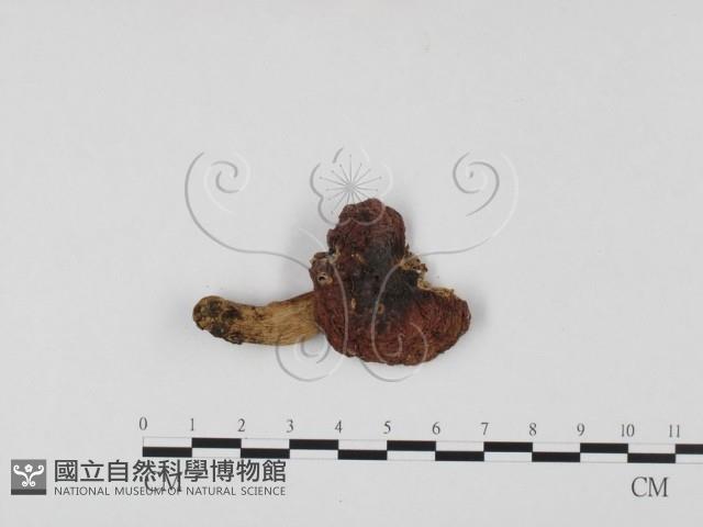 登錄號:F0025748藏品圖，第1張