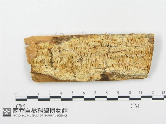 登錄號:F0005748藏品圖，第1張