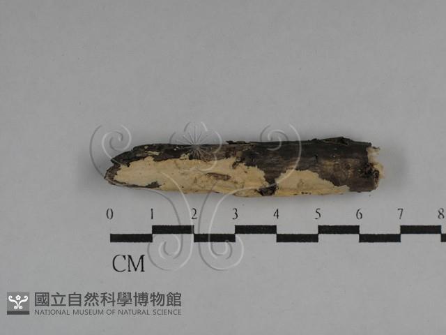 絲齒菌屬藏品圖，第1張