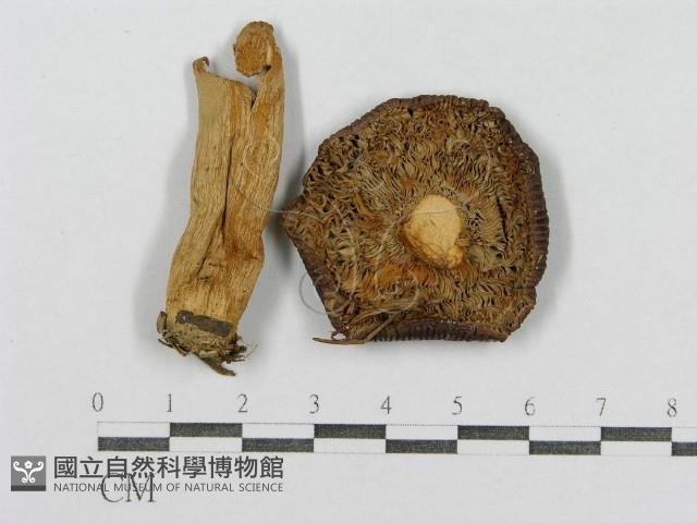 紅菇屬藏品圖，第1張