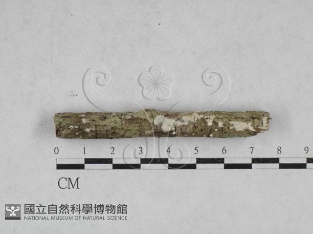 絲齒菌屬藏品圖，第1張