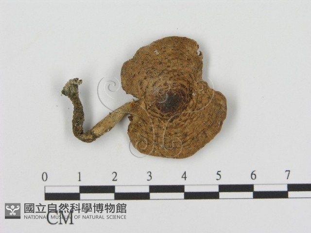 登錄號:F0008548藏品圖，第1張