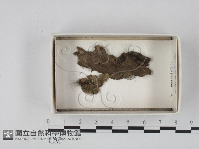 登錄號:F0020548藏品圖，第1張