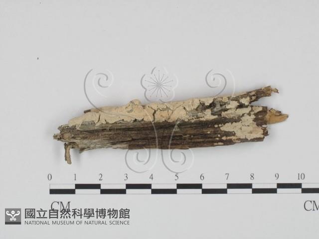 登錄號:F0000548藏品圖，第1張