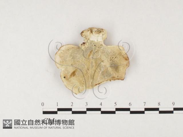 殘孔菌屬藏品圖，第1張