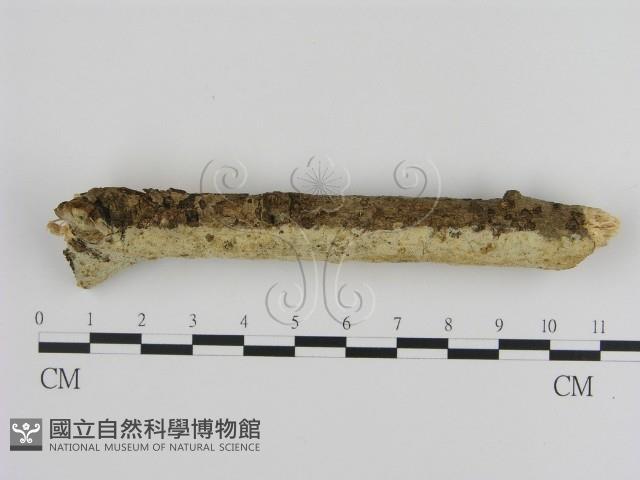 登錄號:F0001548藏品圖，第1張