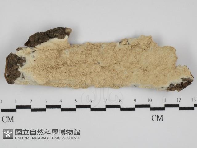 登錄號:F0031548藏品圖，第1張