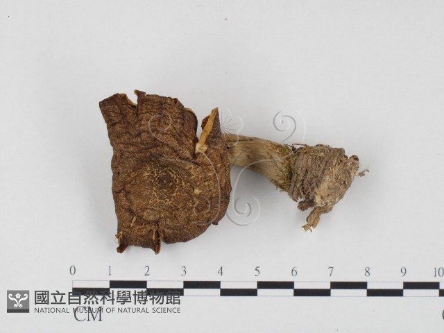 登錄號:F0024548藏品圖，第1張