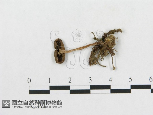 登錄號:F0014548藏品圖，第1張