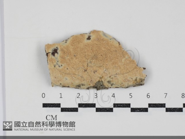 登錄號:F0034548藏品圖，第1張